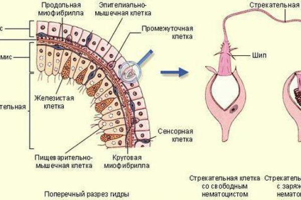 Кракен невозможно зарегистрировать пользователя